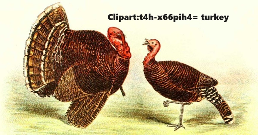 Clipart:t4h-x66pih4= turkey A Visual Treasure for Creative Projects